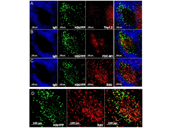 Immunofluorescence using GFP FITC